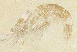 Four Cretaceous Fossil Shrimp - Hjoula, Lebanon #201359-5